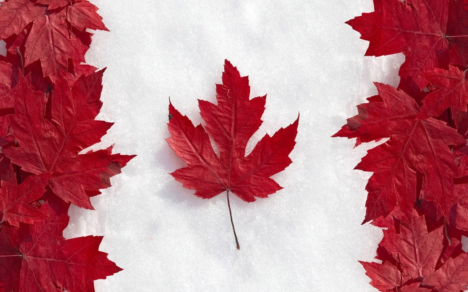Nhắc đến Canada không thể không nhắc đến hình ảnh lá phong đỏ.