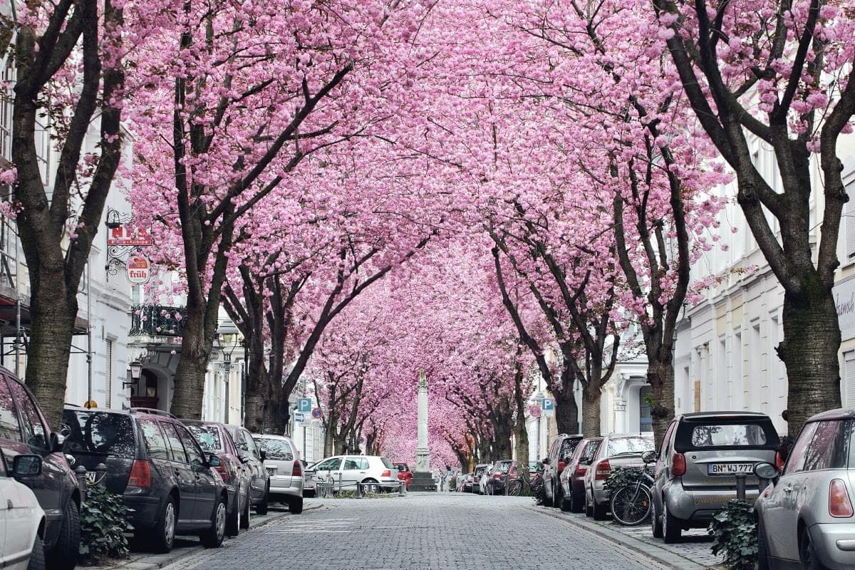 Vancouver là một trong những thành phố xanh đẹp nhất ở Canada. 