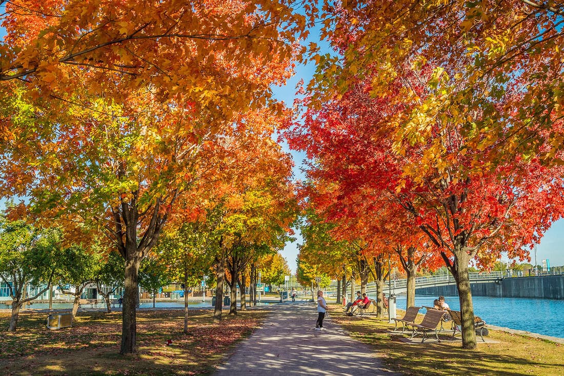 Lá phong đỏ - Biểu tượng của quốc gia Canada. 