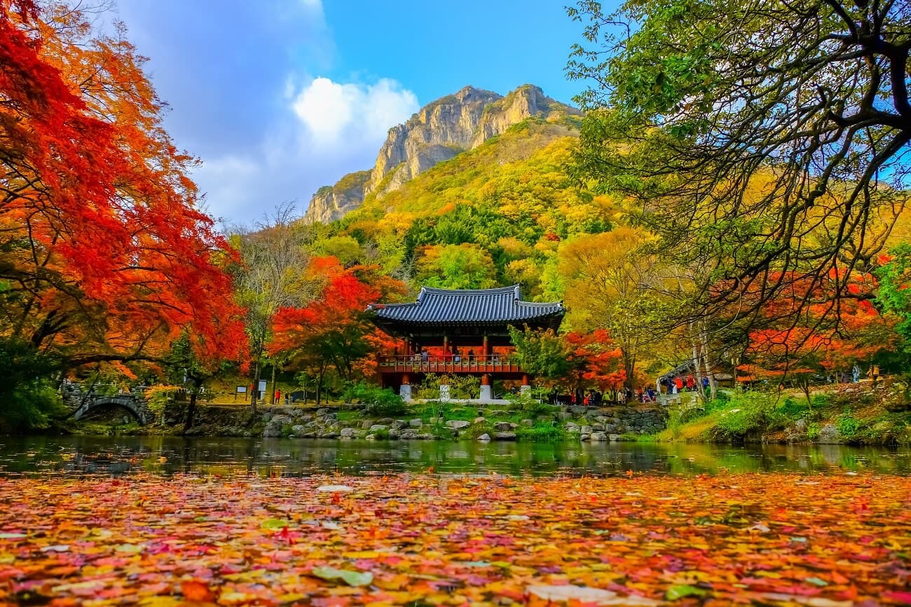 Mùa thu của Hàn Quốc là thời điểm lý tưởng để ngắm lá vàng rơi.  