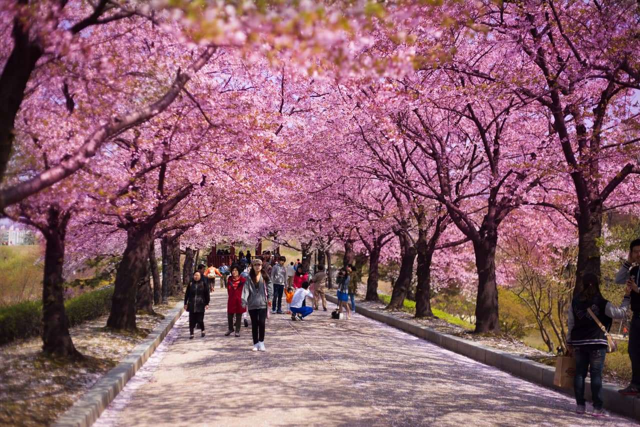 Mùa xuân Hàn Quốc nổi tiếng với hoa anh đào rơi. 